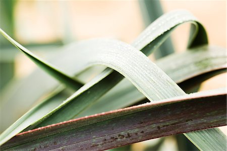 Leaf blades Foto de stock - Sin royalties Premium, Código: 632-03897801