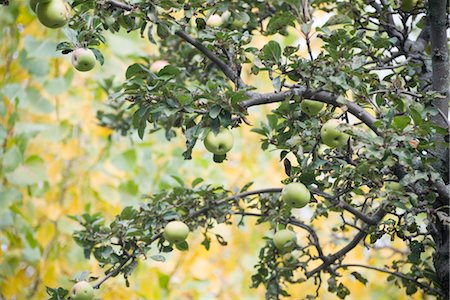 Apple tree Foto de stock - Sin royalties Premium, Código: 632-03897820