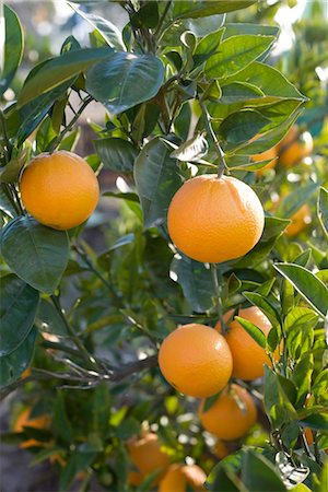 Oranges qui poussent sur les arbres Photographie de stock - Premium Libres de Droits, Code: 632-03897881