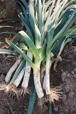 simsearch:6118-07353041,k - Heap of leeks on soil Foto de stock - Royalty Free Premium, Número: 632-03897916