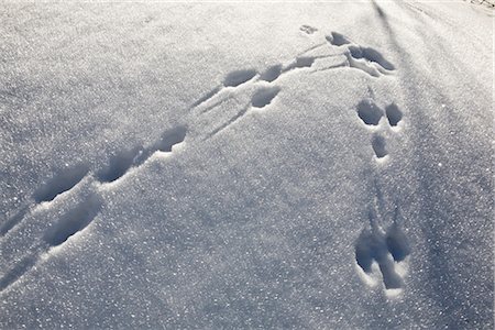 Snowshoe prints in snow Foto de stock - Sin royalties Premium, Código: 632-03897941