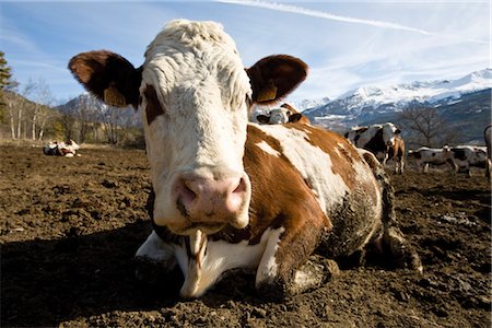 Cow lying down, mountains in background Stock Photo - Premium Royalty-Free, Code: 632-03897958