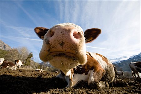 Cow's snout, close-up Foto de stock - Sin royalties Premium, Código: 632-03897977