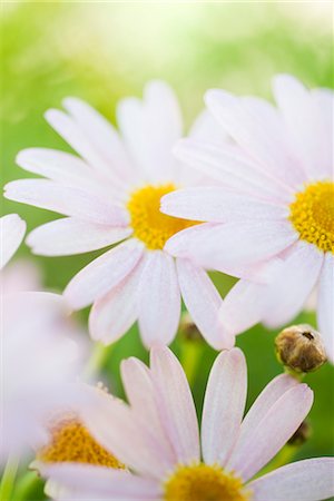 daisies flowers photos - Oxeye daisies (Leucanthemum vulgare) Stock Photo - Premium Royalty-Free, Code: 632-03897997