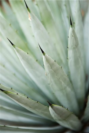 succulent - Agave plant, close-up Stock Photo - Premium Royalty-Free, Code: 632-03898093
