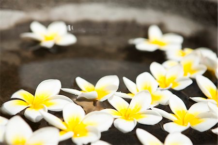 Fleurs de frangipanier flottant dans l'eau Photographie de stock - Premium Libres de Droits, Code: 632-03898126