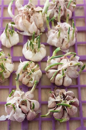 sprout - Garlic bulbs with garlic shoots Stock Photo - Premium Royalty-Free, Code: 632-03898149