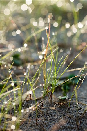 dune grass - Morning dew in grass Stock Photo - Premium Royalty-Free, Code: 632-03898156