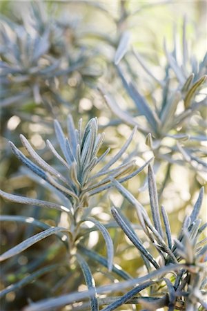 Rosemary, close-up Foto de stock - Sin royalties Premium, Código: 632-03898170