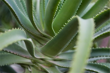 espinoso - Aloe vera plant Foto de stock - Sin royalties Premium, Código: 632-03898173