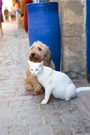 dog and cat together - Cat and dog sitting together on sidewalk Stock Photo - Premium Royalty-Free, Code: 632-03898183