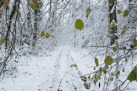 Snow-covered path through woods Stock Photo - Premium Royalty-Free, Code: 632-03898229