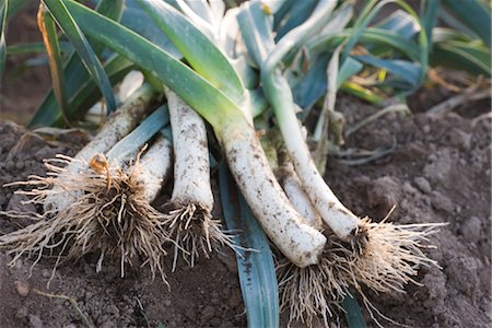 Freshly picked leeks Foto de stock - Sin royalties Premium, Código: 632-03898489