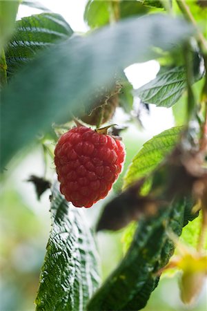 raspberries - Raspberry growing on bush Stock Photo - Premium Royalty-Free, Code: 632-03898494