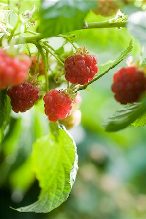 raspberry leaf - Raspberries ripening on bush Stock Photo - Premium Royalty-Free, Code: 632-03898500