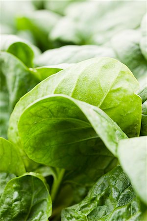 fullframe - Fresh spinach Stock Photo - Premium Royalty-Free, Code: 632-03898564