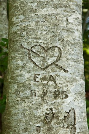 Love heart carved on tree Foto de stock - Sin royalties Premium, Código: 633-05401372