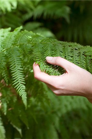 Hand touching fern frond Stock Photo - Premium Royalty-Free, Code: 633-05401718