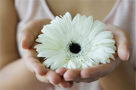 photos of hands and cups - Woman holding gerbera daisy, cropped Foto de stock - Sin royalties Premium, Código: 633-05401817