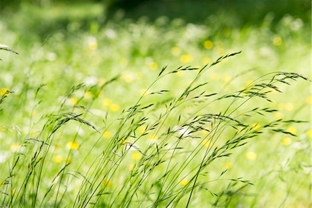 erba da gregge - Tall grass in wind Fotografie stock - Premium Royalty-Free, Codice: 633-05401858