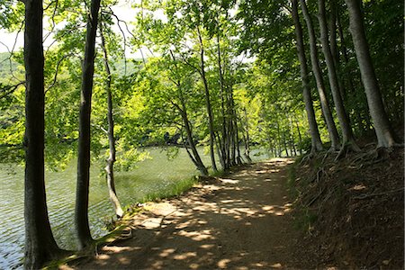 forest path panorama - Path and tree along lake Stock Photo - Premium Royalty-Free, Code: 633-05401932