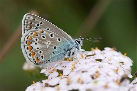 pollination - Adonis blue (Polyommatus bellargus) butterfly Foto de stock - Sin royalties Premium, Código: 633-05402141