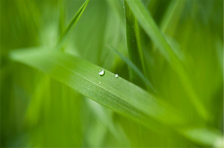 Dew drops on blade of grass Foto de stock - Sin royalties Premium, Código: 633-06322197