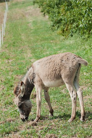 equus africanus asinus - Donkey foal grazing in pasture Foto de stock - Sin royalties Premium, Código: 633-06322203