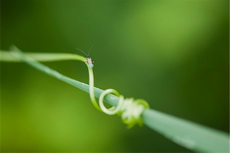 Insect on tendril coiling around blade of grass Foto de stock - Sin royalties Premium, Código: 633-06322216