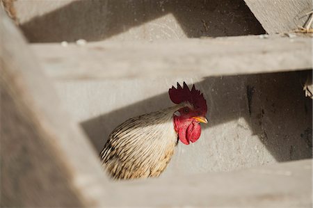 simsearch:633-06322398,k - Rooster peeking at camera through steps in henhouse Foto de stock - Sin royalties Premium, Código: 633-06322221