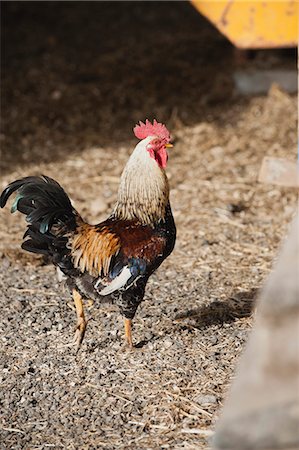 farm animal - Rooster, side view Stock Photo - Premium Royalty-Free, Code: 633-06322245