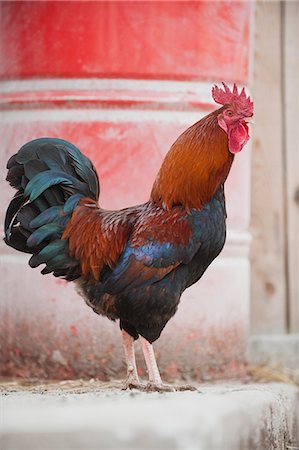 rooster - Coq, vue latérale Photographie de stock - Premium Libres de Droits, Code: 633-06322258