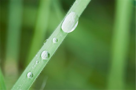 Dew drops on grass Foto de stock - Sin royalties Premium, Código: 633-06322260