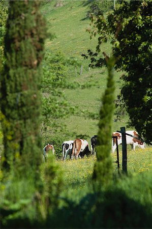 Cattle grazing in pasture Stock Photo - Premium Royalty-Free, Code: 633-06322274