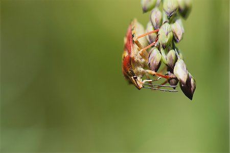 simsearch:632-07674565,k - Nymphe de bug (Carpocoris mediterraneus) bouclier rouge ramper sur les plantes Photographie de stock - Premium Libres de Droits, Code: 633-06322279