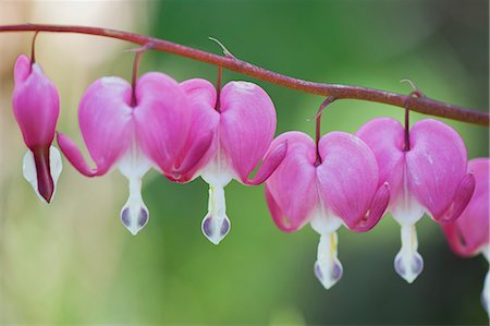 simsearch:633-06322599,k - Bleeding heart flowers Foto de stock - Sin royalties Premium, Código: 633-06322284