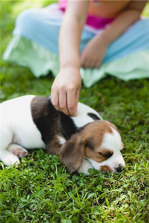 Chiot de beagle de caresser Girl, recadrée Photographie de stock - Premium Libres de Droits, Code: 633-06322297