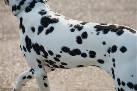 dalmation side view - Close-up of Dalmatian dog's spots Stock Photo - Premium Royalty-Free, Code: 633-06322305