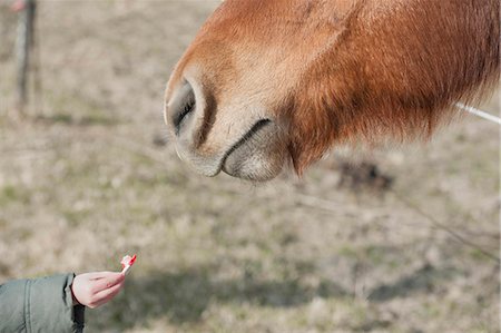 Child feeding donkey, cropped Stock Photo - Premium Royalty-Free, Code: 633-06322303