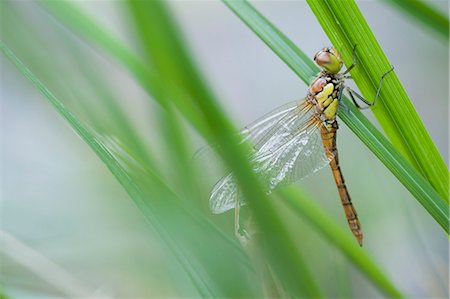 Dragonfly perching on blade of grass Foto de stock - Sin royalties Premium, Código: 633-06322315