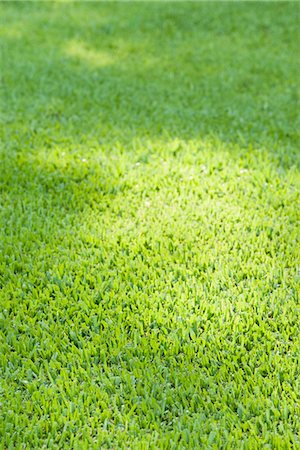 simple nature - Green lawn, full frame Stock Photo - Premium Royalty-Free, Code: 633-06322322