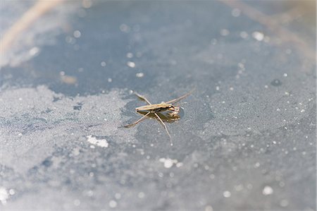 Mosquito on water surface Foto de stock - Royalty Free Premium, Número: 633-06322339