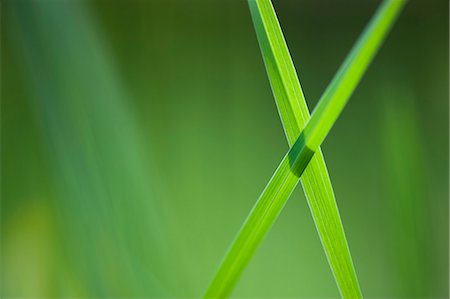 Blades of grass crossed in "x" shape Stock Photo - Premium Royalty-Free, Code: 633-06322333