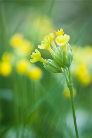 simsearch:633-06322599,k - Cowslip (Primula veris) Foto de stock - Sin royalties Premium, Código: 633-06322349