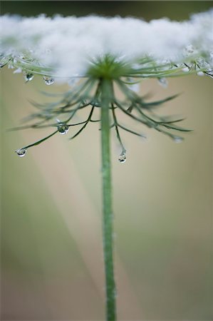 Gouttes de rosée sur Queen Anne de dentelle fleur Photographie de stock - Premium Libres de Droits, Code: 633-06322342