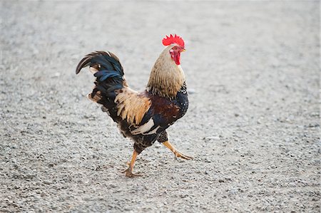 Rooster walking on gravel Foto de stock - Sin royalties Premium, Código: 633-06322357