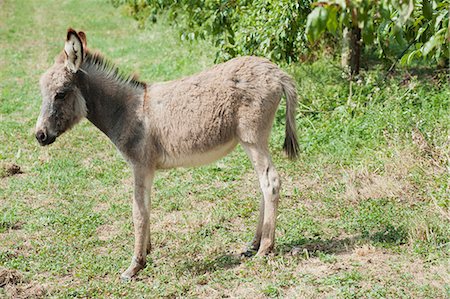 equus africanus asinus - Donkey foal Foto de stock - Sin royalties Premium, Código: 633-06322366