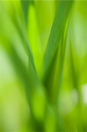 Grass, close-up Foto de stock - Sin royalties Premium, Código: 633-06322361