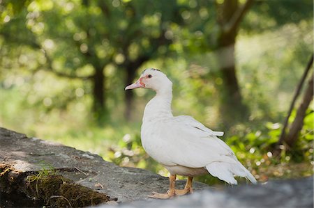 pato - Duck standing on low wall Foto de stock - Royalty Free Premium, Número: 633-06322371