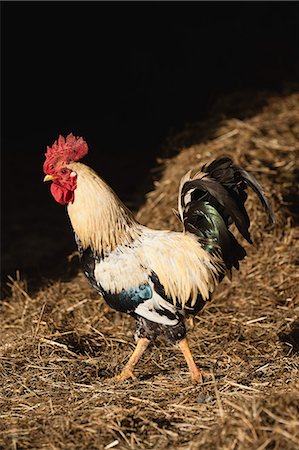 poulet (animal) - Poulet debout sur la paille Photographie de stock - Premium Libres de Droits, Code: 633-06322382